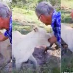 Man Almost Has His Arm Ripped Off By A Caged Lion In South Africa [Photos/Video] 3