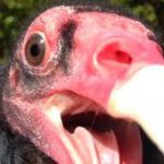 In 6 Days, Police Spends N30,000 To Feed Detained Vulture Allegedly Linked To Boko Haram 3 In 6 Days, Police Spends N30,000 To Feed Detained Vulture Allegedly Linked To Boko Haram 3