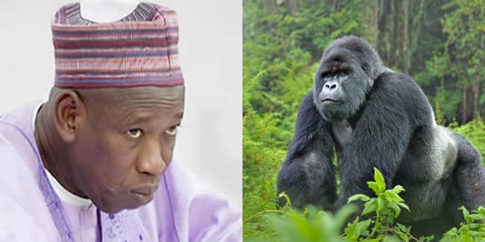 Governor Ganduje Orders Probe Into N6.8million Swallowed By Gorilla In Kano Zoo