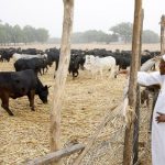 Despite Outrage Among Nigerians, FG Begins Establishment Of Ruga Settlements In 11 States 3