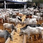 Akwa Ibom State Government Imports 2,000 Cows From Brazil For Ranching 3