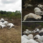 Mysterious Thunder Strike, Kills Over 36 Fulani Herdsmen Cows On Ondo Sacred Mountain 2