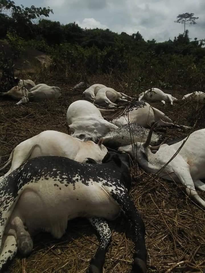 Mysterious Thunder Strike, Kills Over 36 Fulani Herdsmen Cows On Ondo Sacred Mountain 2