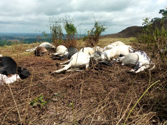 Again! Lightning Kills 8 Cows In Ondo, Herdsmen Arrested For Selling The Dead Animal 17