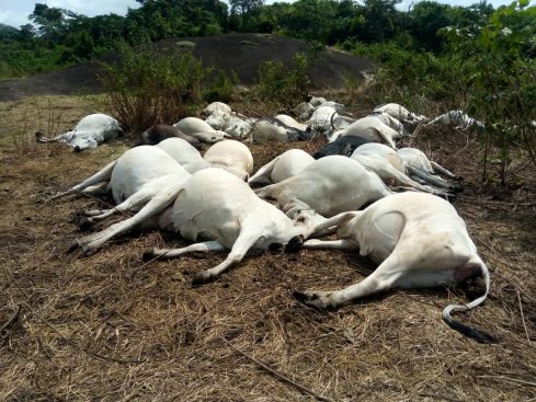 Mysterious Thunder Strike, Kills Over 36 Fulani Herdsmen Cows On Ondo Sacred Mountain 1