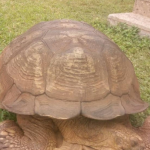 Historic 344-Year-Old Tortoise, Alagba Dies In Ogbomosho Palace [Photos] 2