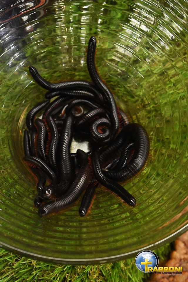 Pastor Daniel Feeds Church Members With Millipedes And Beer As Holy Communion [Photos] 5