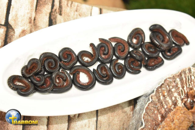 Pastor Daniel Feeds Church Members With Millipedes And Beer As Holy Communion [Photos] 4