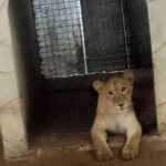 Lion used as security guard in Lagos Finally Captured [PHOTOS] 2