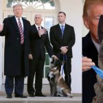 US President, Donald Trump Honours Military Dog 'Conan' Who Killed ISIS Leader [Video] 7