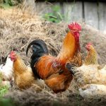 Man Beats Wife Mercilessly For Killing Christmas Chicken To Prepare Soup Before The D-day 3