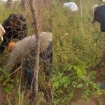Former President, Olusegun Obasanjo Spotted Harvesting Yam In His Farm In Ogun [Photos] 3