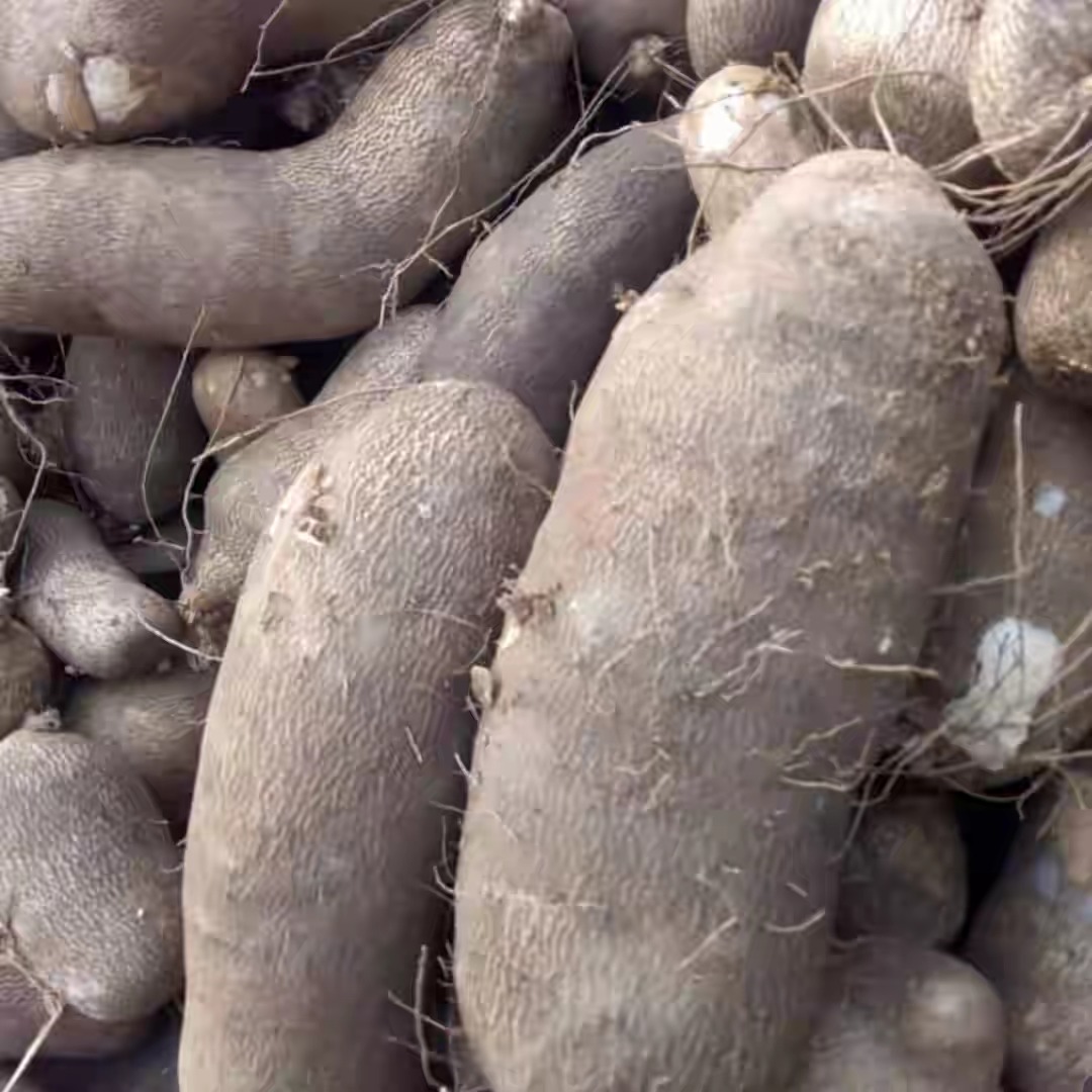 Former President, Olusegun Obasanjo Spotted Harvesting Yam In His Farm In Ogun [Photos] 12
