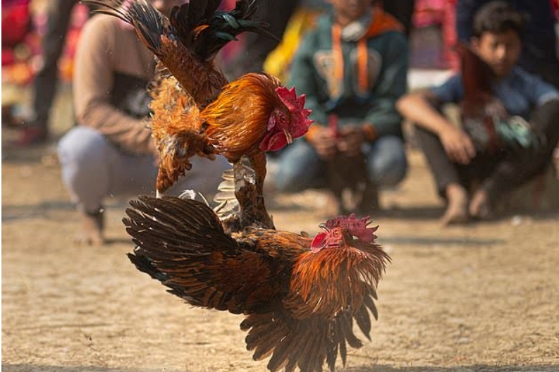55-Year-Old Man Killed By ‘Armed Chicken’ During Cockfight In India