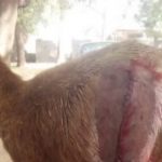 Mysterious Goat Gives Birth To Strange Kid With Human-Shaped Skull In Argungu, Kebbi State [Photos] 2