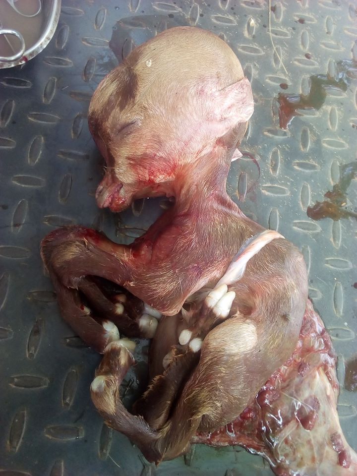Mysterious Goat Gives Birth To Strange Kid With Human-Shaped Skull In Argungu, Kebbi State [Photos] 4