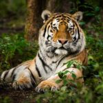 Tiger Tests Positive For Coronavirus At US Zoo, Becomes First Known Case In The World 3