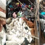Security Officials Intercept Two Lorries Transporting Passengers Hidden Among Animals From Kano To Kaduna 2