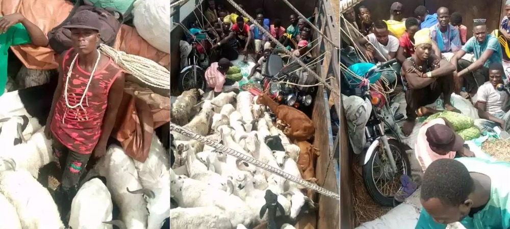 Security Officials Intercept Two Lorries Transporting Passengers Hidden Among Animals From Kano To Kaduna 9