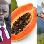 President Magufuli Reacts As Goat And Pawpaw Test Positive For Coronavirus In Tanzania 3