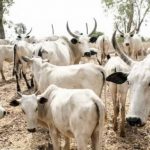 Police Arrests Adamawa Councillor For Cattle Rustling, Recovers 11 Stolen Cows From Him 2