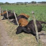 Strange Lightning Kills 15 Cows In Ekiti 3