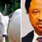 Senator Shehu Sani Cries Out As Kaduna-Abuja Train Kills Over 60 Cows Belonging To Fulani Herdsmen 3
