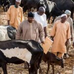 Buhari Visits His Cows In Daura After Refusing To Visit School Of Kidnapped Students In Kankara [Video] 2