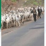 President Buhari Should Ban Movement Of Cows From North To South - Governor Ganduje 3