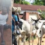 Amotekun Ejects 37 Herders, 5000 Cows Over Refusal To Register With Ondo Government 3