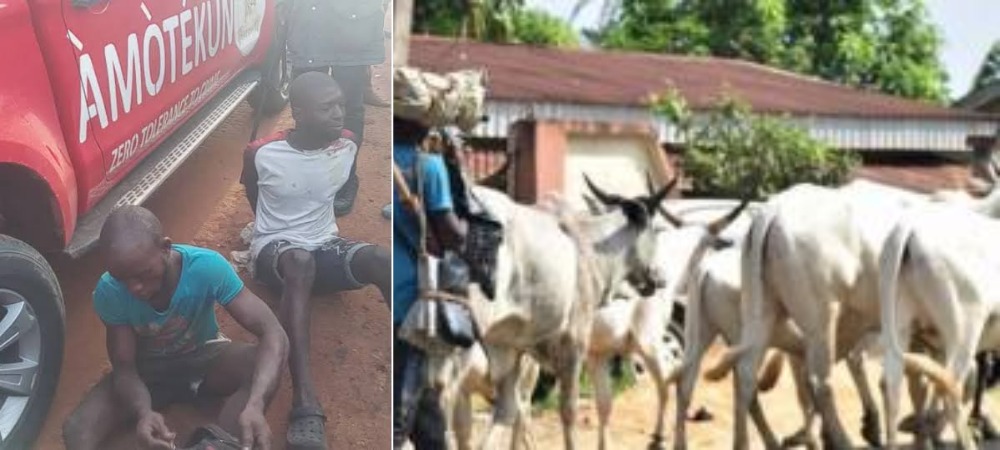 Amotekun Ejects 37 Herders, 5000 Cows Over Refusal To Register With Ondo Government