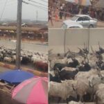 Herders Flee As Amotekun Arrest Over 100 Cows For Violating Open Grazing Rules In Ondo 2