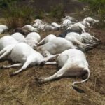50 Cows Die Mysteriously In Ondo Community 3