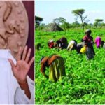 Buhari Approves Creation Of Farm Estates In 108 Senatorial Districts Across Nigeria
