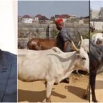 Actor Kenneth Okonkwo Blows Hot As He Struggles For Road With Cows In Abuja [Video]