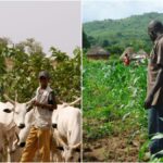 Two Persons Injured During Clash Between Fulani Herdsmen And Farmers In Anambra