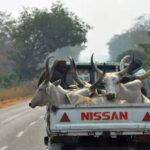 IPOB’s Cattle Ban Is Declaration Of War, Foodstuff Sellers Would Boycott South-East - Arewa Forum