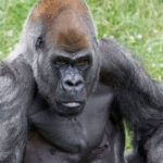 World's Oldest Male Gorilla, Ozzie Dies Aged 61 At Zoo Atlanta