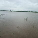 Young Farmer Loses 7 Hectares Of Rice Farm To Flood After So Much Money Investment 1