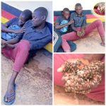 Thieves Returns Stolen Cow To Police After Being Attacked By Swarm Of Bees [Video]