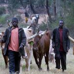 Two Killed, Many Injured As Suspected Fulani Herdsmen Attack Rivers Community