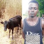 Man Arrested For Presenting Stolen Cow For Father-In-Law’s Burial Rites In Ebonyi