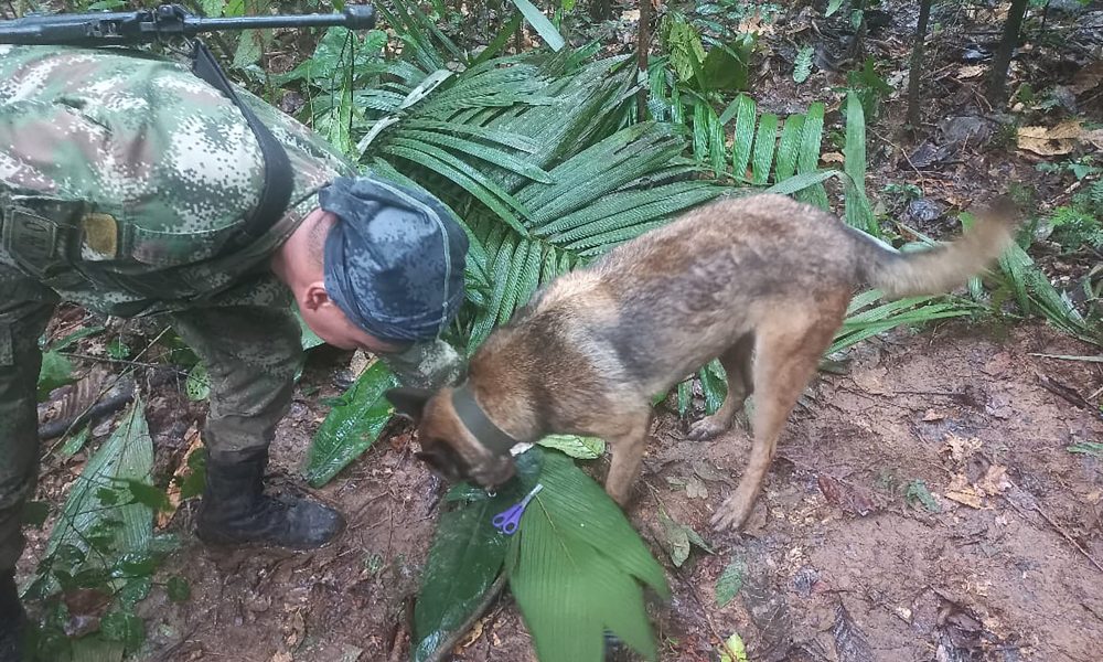 Baby among 4 children rescued alive 17 days after plane crash in Amazon Forest 13