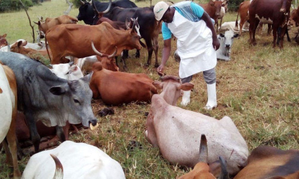 "Stop Eating Meat From Sick Animals To Prevent Anthrax Outbreak" - NCDC Warns Nigerians