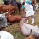 "Stop Eating Meat From Sick Animals To Prevent Anthrax Outbreak" - NCDC Warns Nigerians 3 "Stop Eating Meat From Sick Animals To Prevent Anthrax Outbreak" - NCDC Warns Nigerians