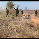 VIDEO: Brave Nigerian Troops Give Bandits Hot Chase In Face To Face Battle, Rescue Kidnapped Victims 8 Brave Nigerian Troops