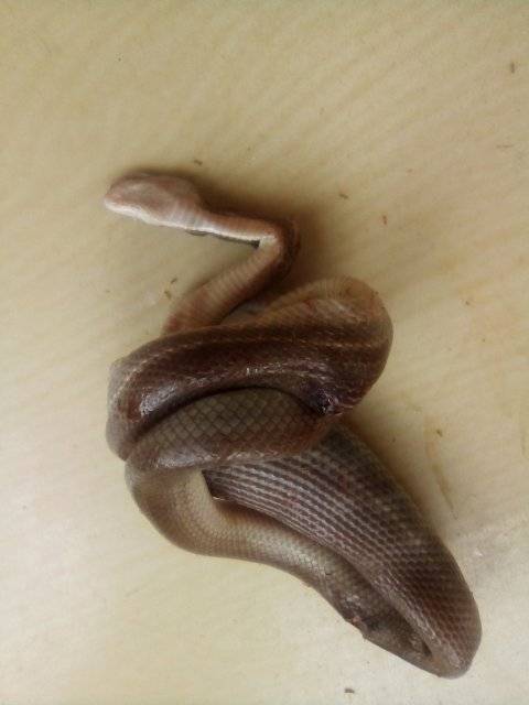 Young lady thanks God for saving her after finding two big snakes in her room - PHOTOS 2 Young lady thanks God for saving her after finding two big snakes in her room - PHOTOS 1