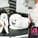 "Best $4000 I Have Spent” – Tonto Dikeh Takes Delivery Of Her New Dog Worth Over N6million [Photos]