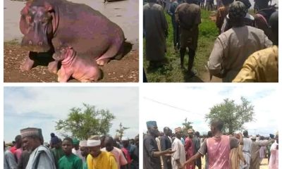 Hippopotamus Kills Emir Of Yauri's Guard In Kebbi