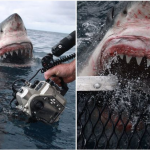 Shocking Moment A Huge Shark Attacked A Photographer Who Was Snapping It In The Water [Photos] 4